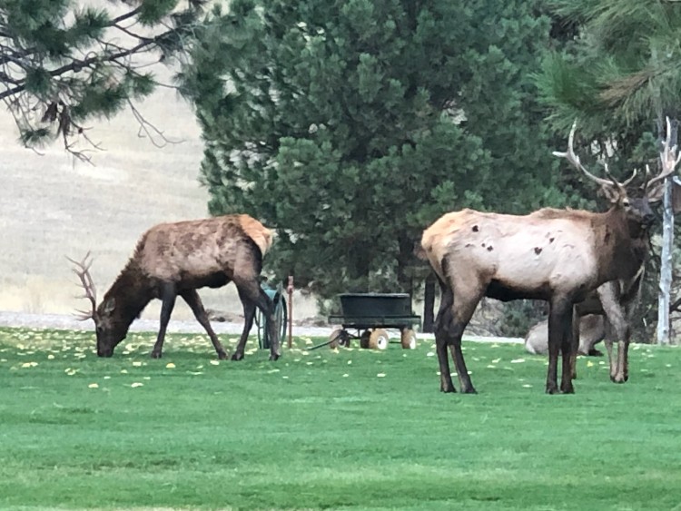 Elk Backyard 10.11.jpg